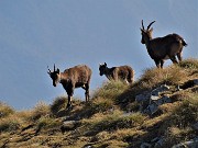 Rif. Benigni con Cima Piazzotti-ValPianella-15ott21  - FOTOGALLERY